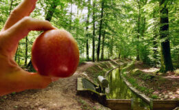 006 - der apfelschuss I